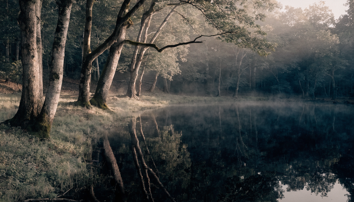 Forest light reflected on still water